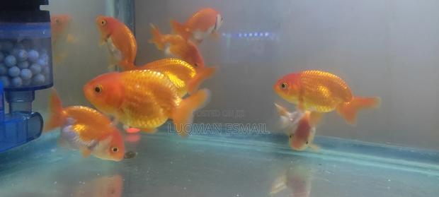 Ranchus Goldfish - thumbnail 3