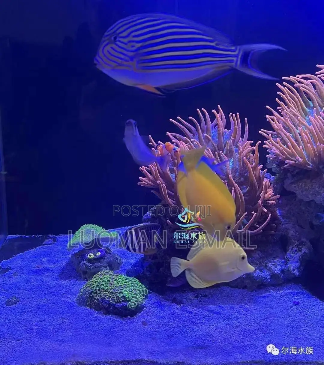 Marine Fishes