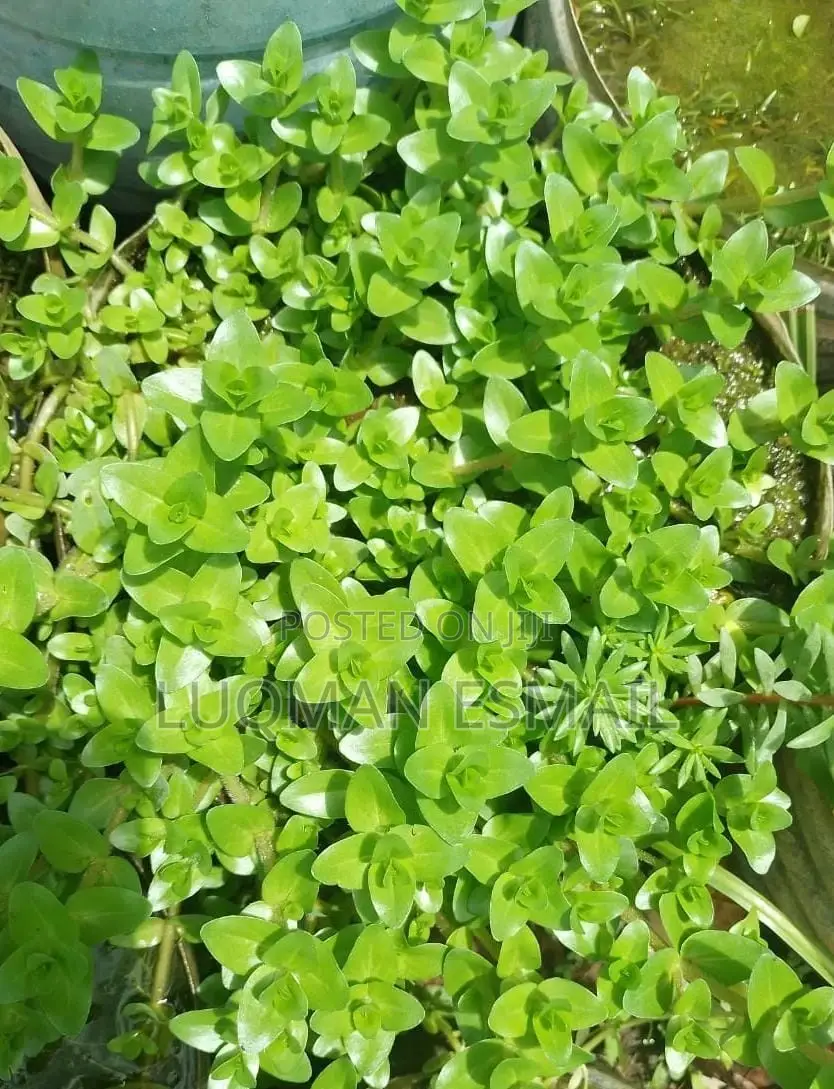 Aquarium Live Plants Available