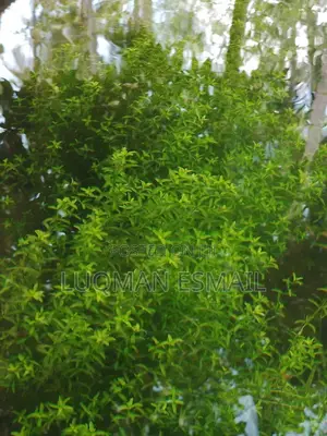 Aquarium Live Plants Available