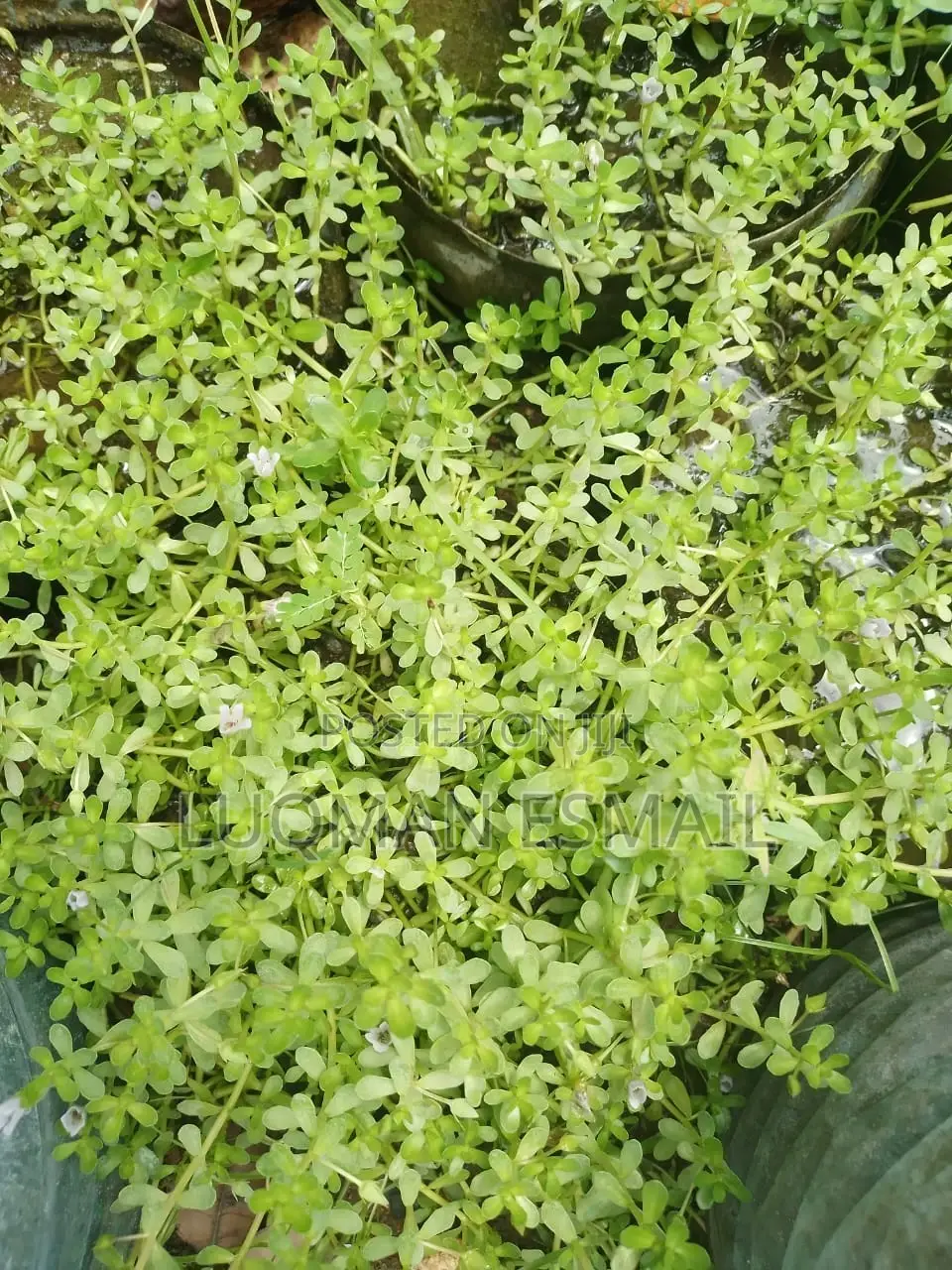 Aquarium Live Plants Available