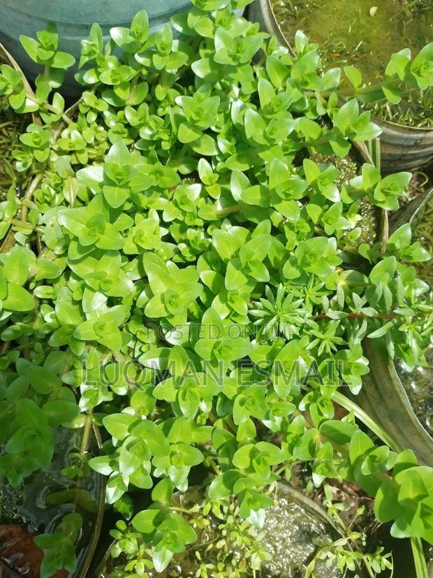 Aquarium Live Plants Available - thumbnail 6