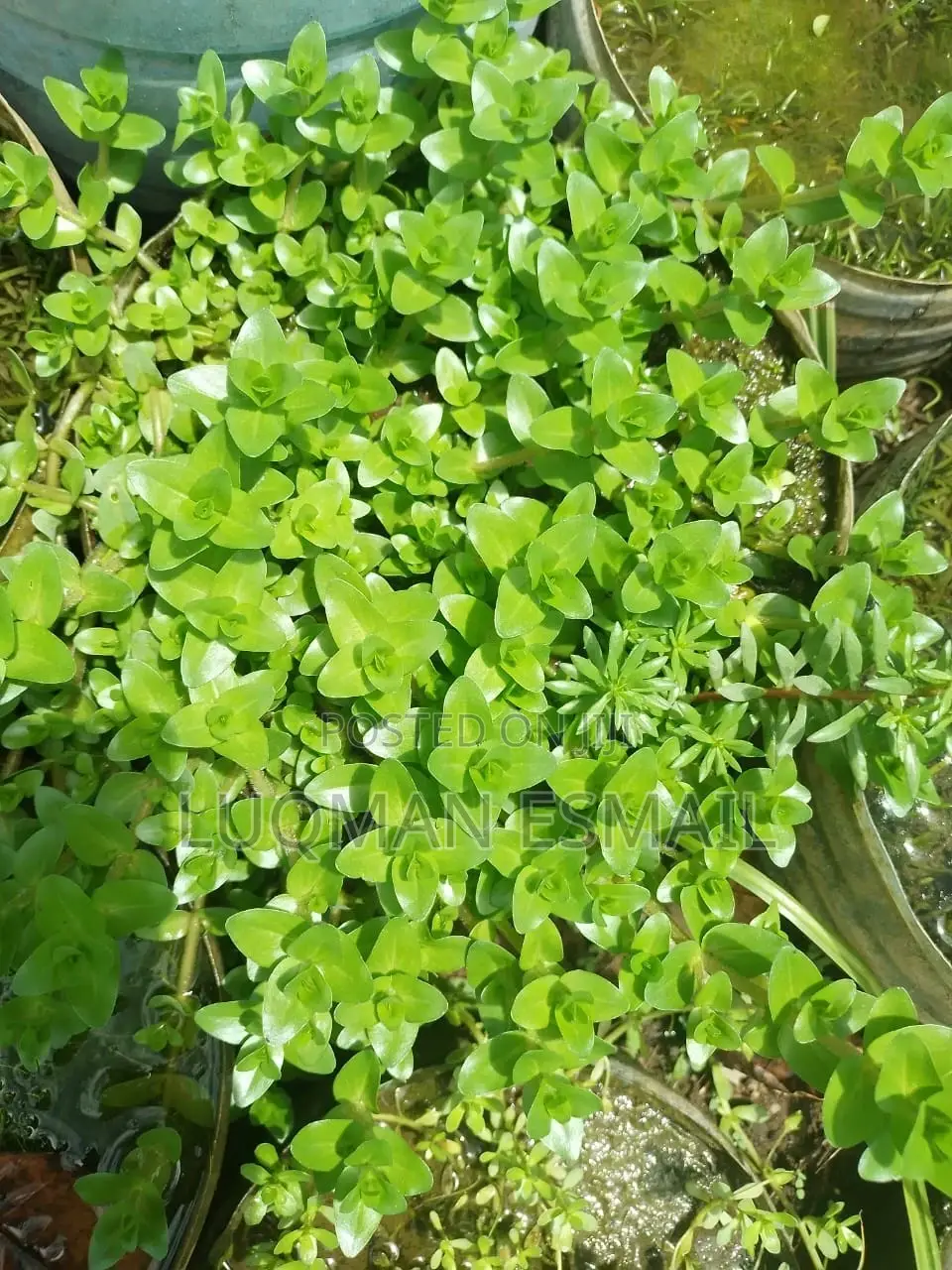 Aquarium Live Plants Available