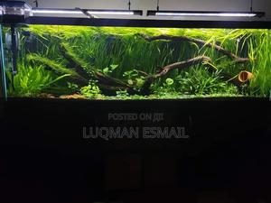 Fully Planted Aquarium - thumbnail 2