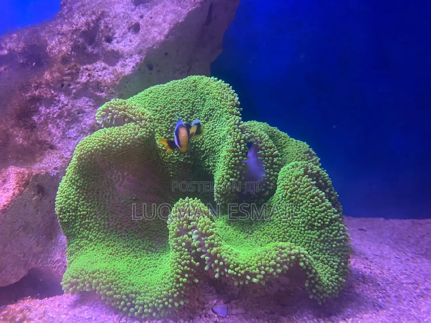Live Coral