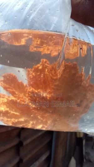 Live Marine Corals - thumbnail 2