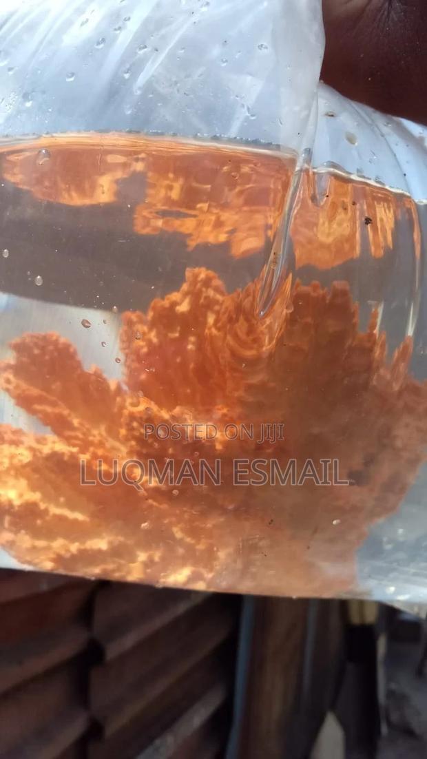 Live Marine Corals - main view