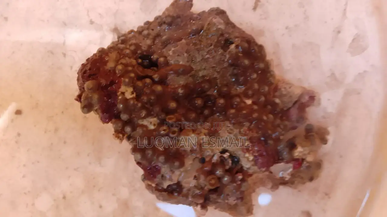 Live Marine Corals