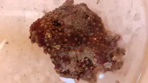 Live Marine Corals