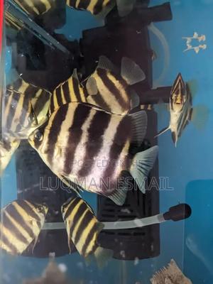 Skats Fish - thumbnail 2