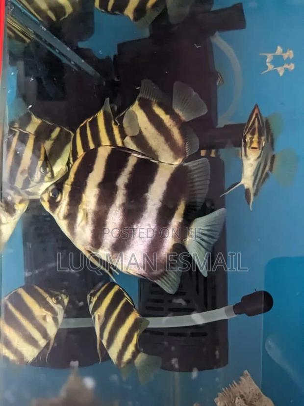 Skats Fish - main view