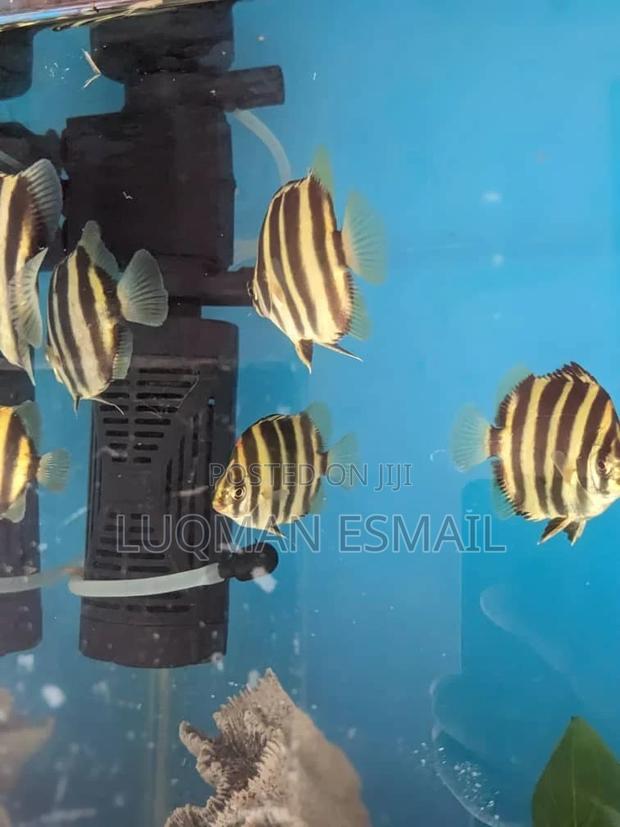 Skats Fish - thumbnail 3