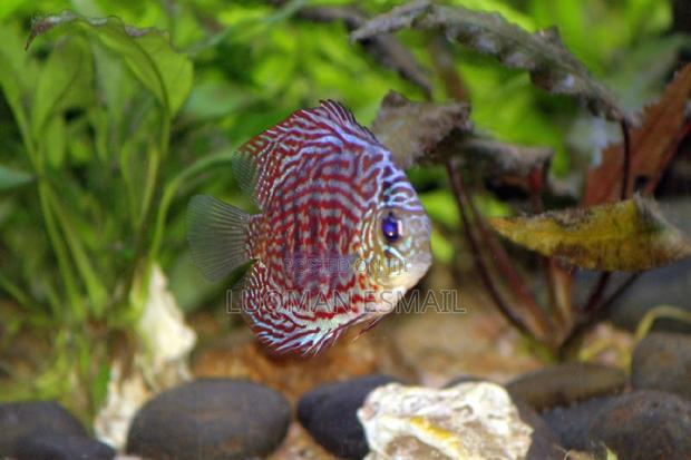 Discuss Fish. - main view