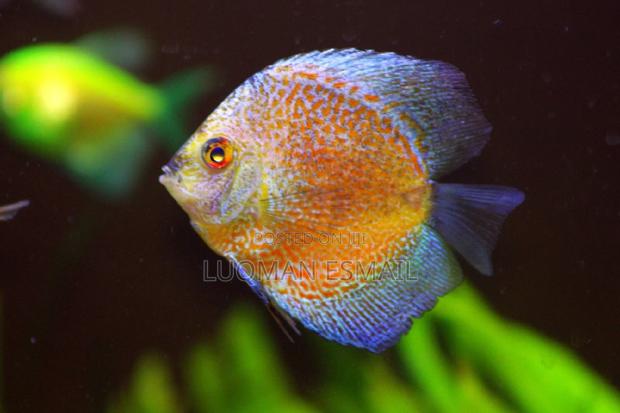 Discuss Fish. - thumbnail 3