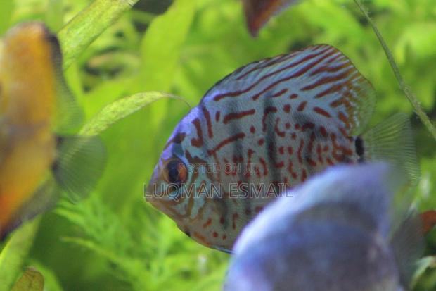 Discuss Fish. - thumbnail 4