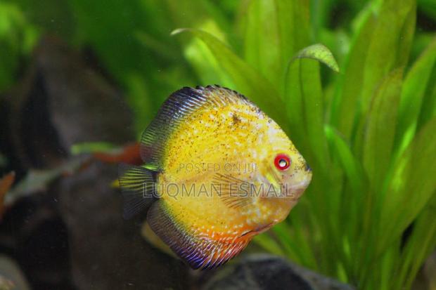 Discuss Fish. - thumbnail 5