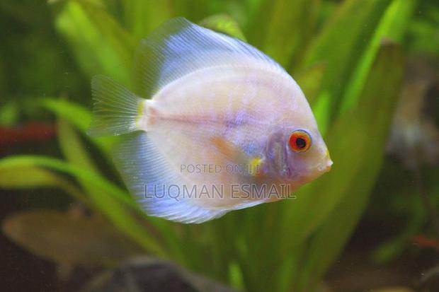 Discuss Fish. - thumbnail 6