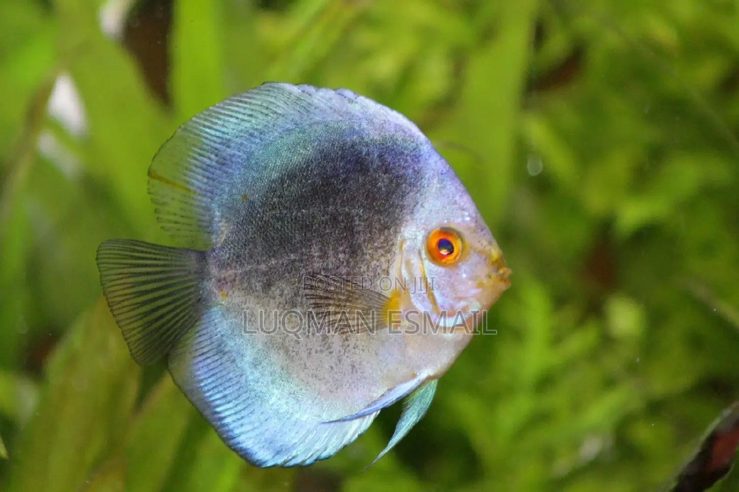 Discuss Fish.