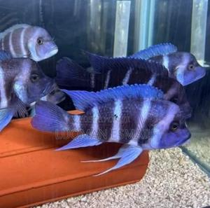 Frontosa Cichlids - thumbnail 2