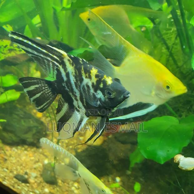 Angel Fish Available - main view
