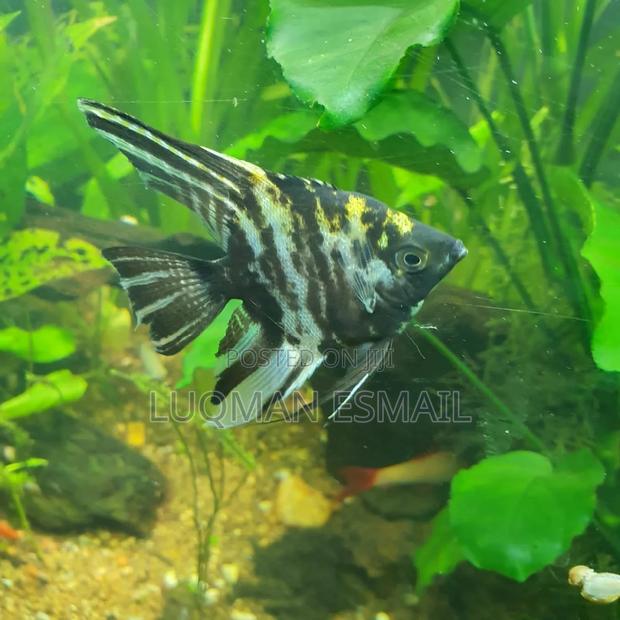 Angel Fish Available - thumbnail 3