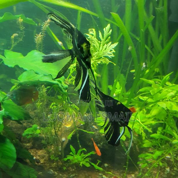 Angel Fish Available - thumbnail 4