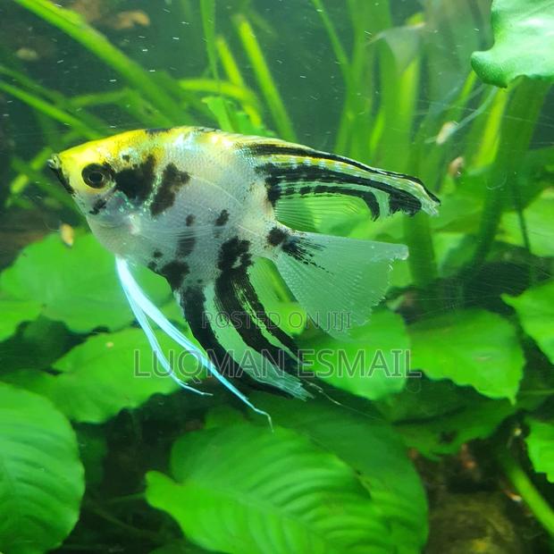 Angel Fish Available - thumbnail 5