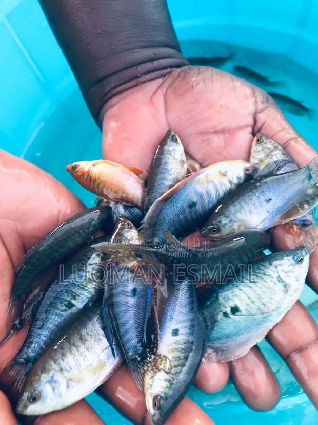 Gouramis for Sell - main view