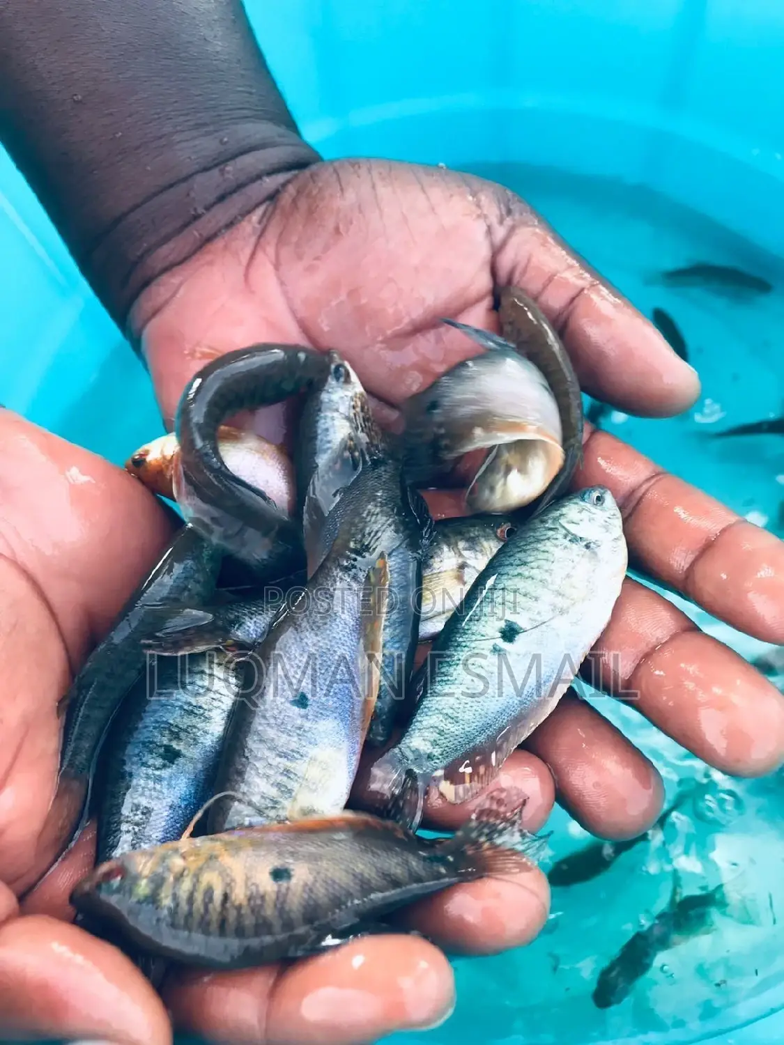 Gouramis for Sell