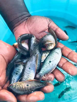 Gouramis for Sell