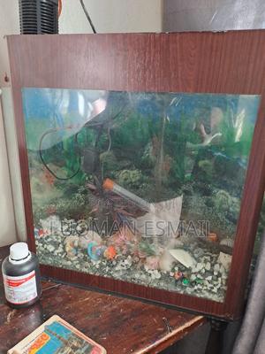 Small Aquarium - thumbnail 2