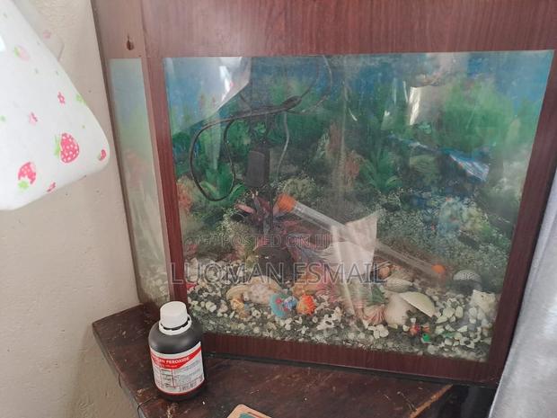 Small Aquarium - thumbnail 3