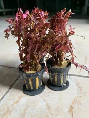 Live Plants Available