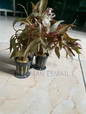Live Plants Available
