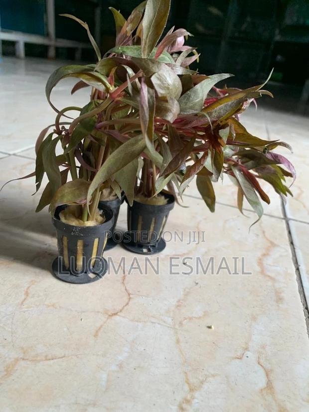 Live Plants Available - thumbnail 6