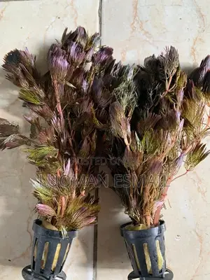 Live Plants Available