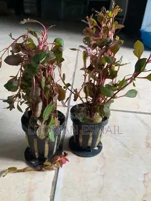 Live Plants Available