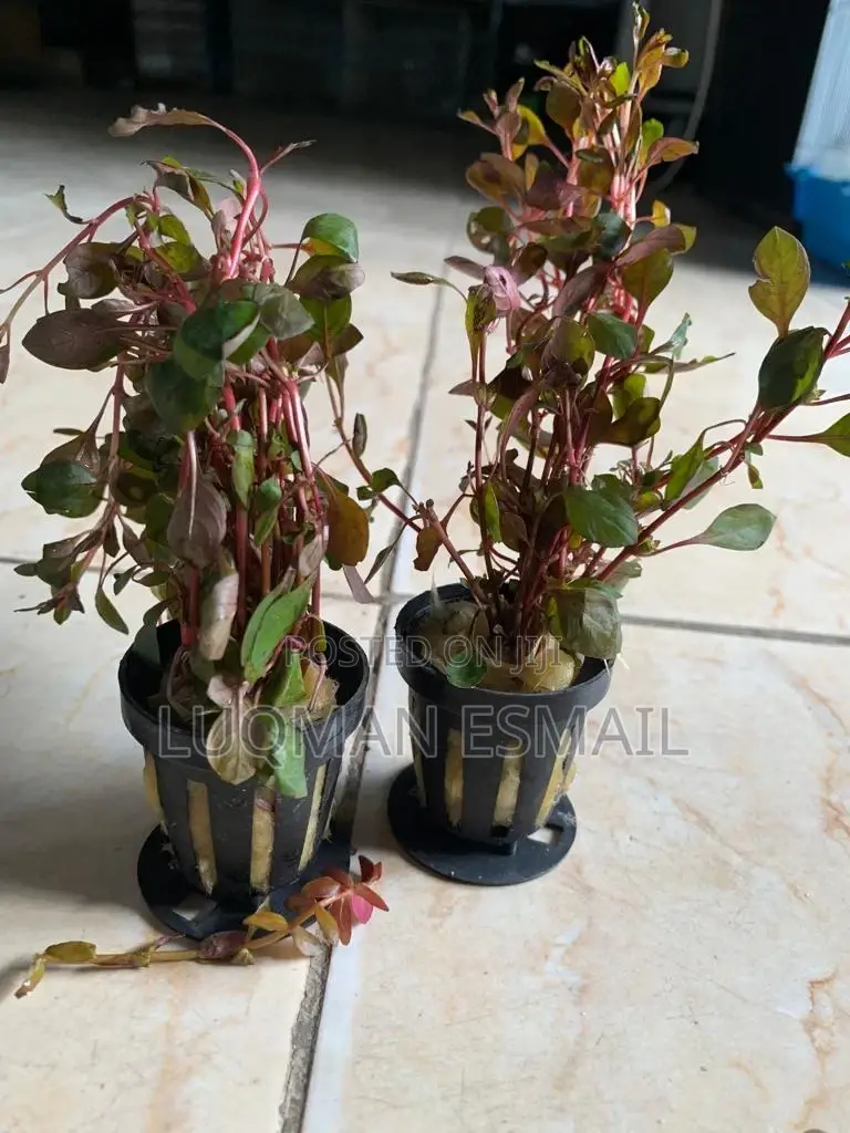 Live Plants Available
