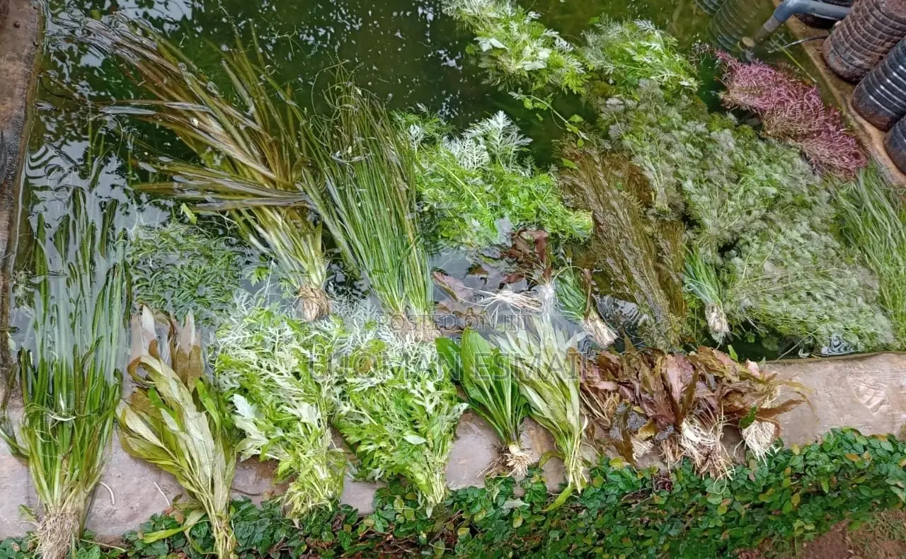 Live Plants Available