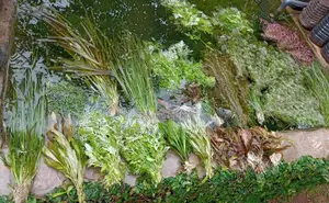 Live Plants Available