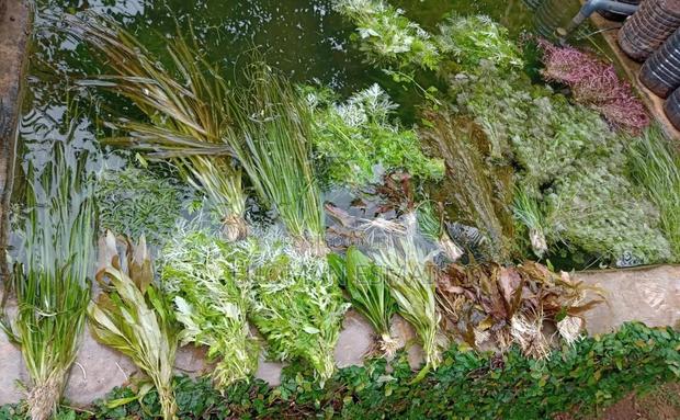 Live Plants Available - main view