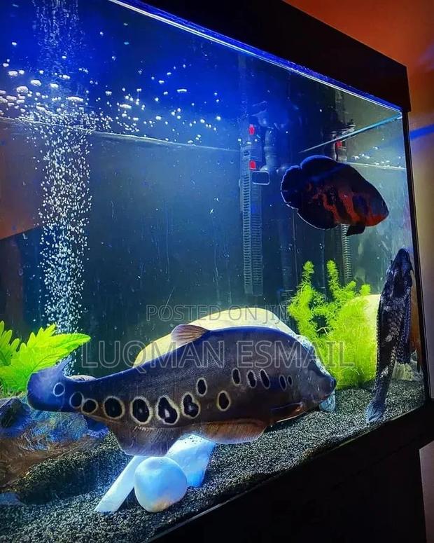 Golden Angels Available - thumbnail 4