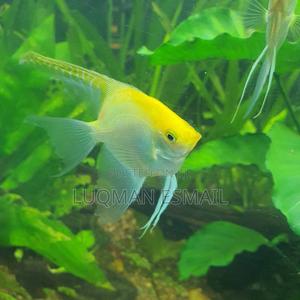 Golden Angels Available - thumbnail 2