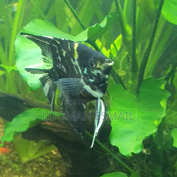 Golden Angels Available - thumbnail 5