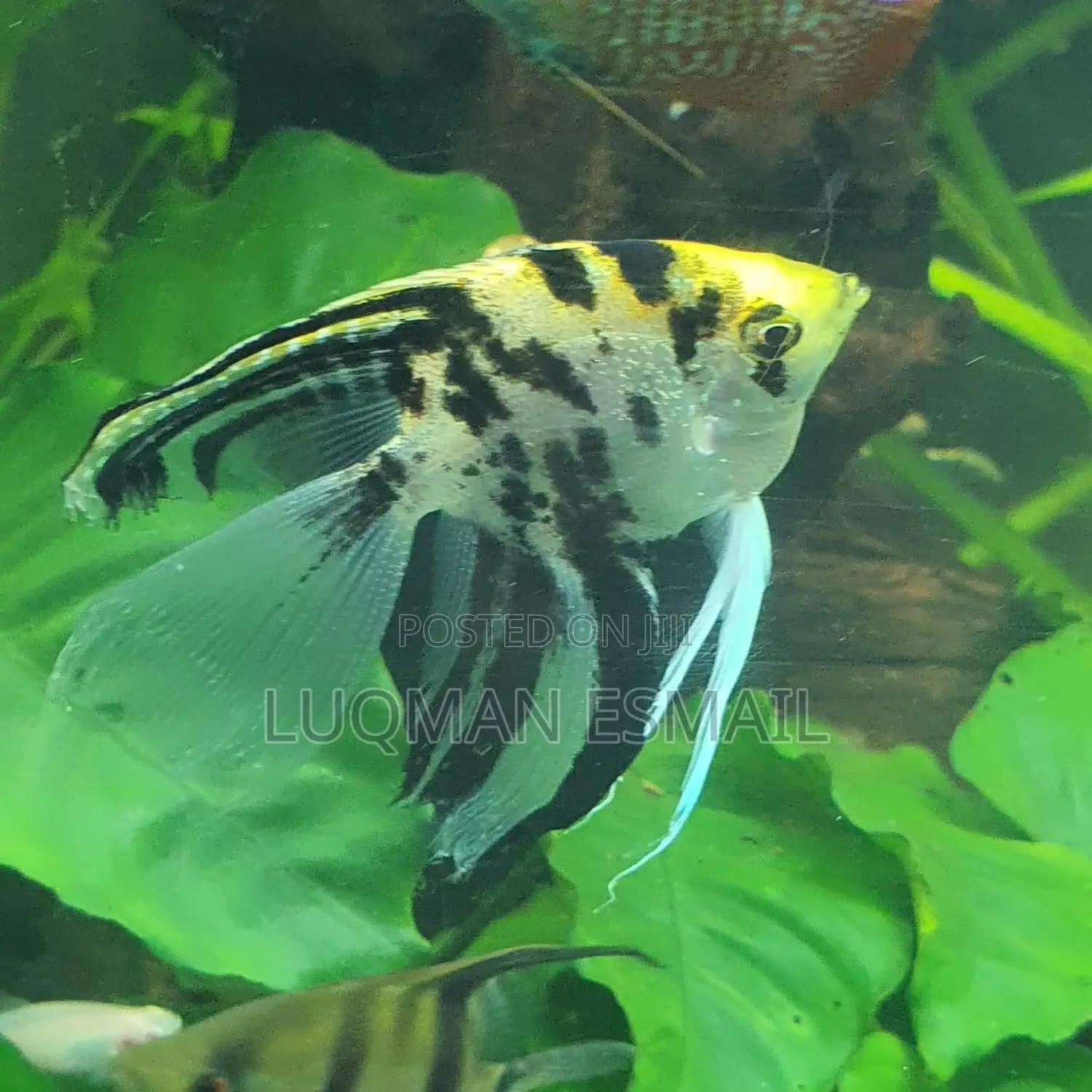 Golden Angels Available
