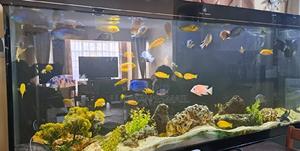 Cichlids Available for Sell - thumbnail 2