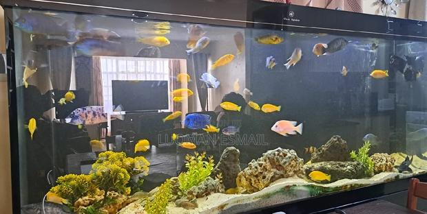 Cichlids Available for Sell - main view