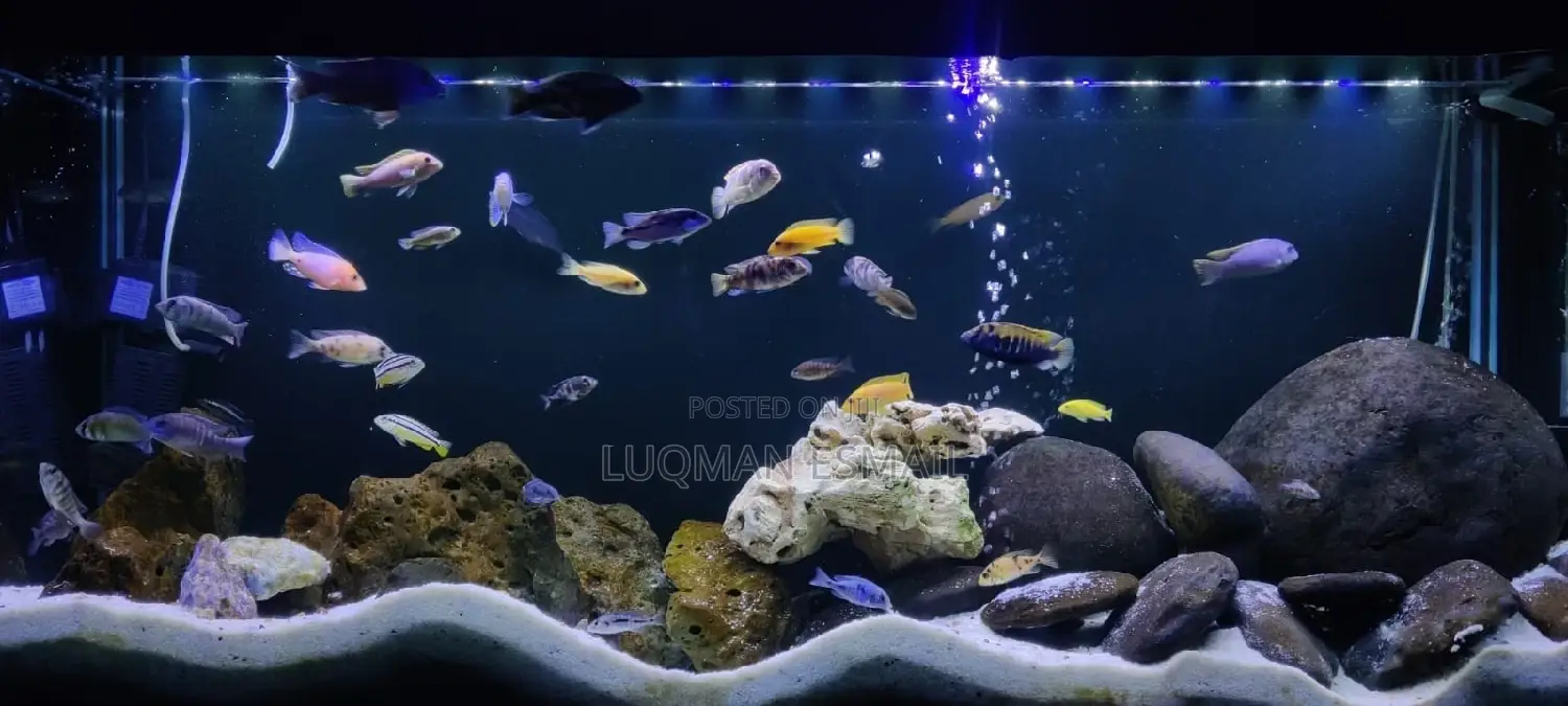 Cichlids Available for Sell