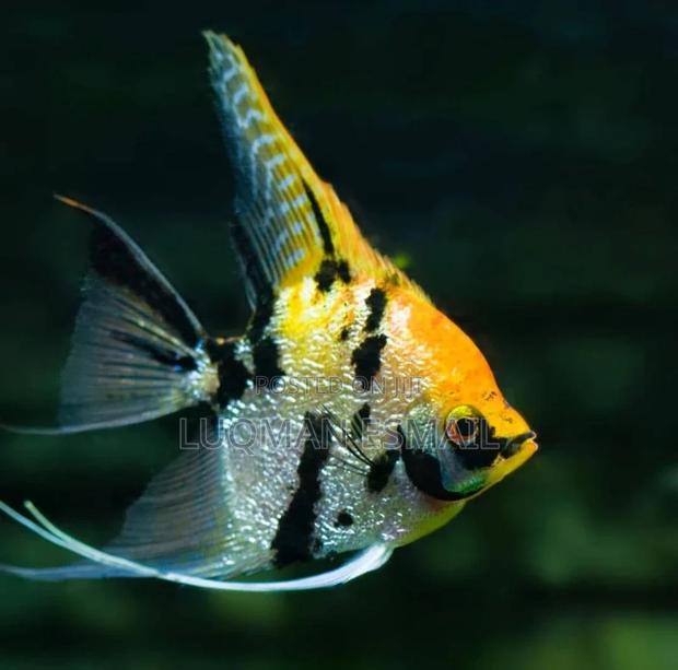 Aquarium for Office - thumbnail 3