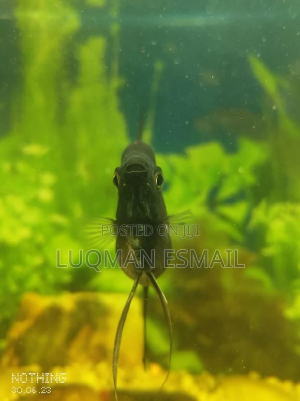 Aquarium for Office - thumbnail 4